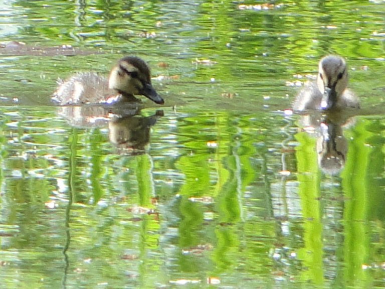 ducklings at Berrington Hall