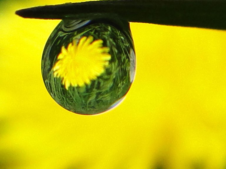 reflection of a dandelion in a dew drop