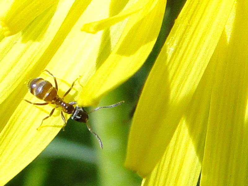ant on dandelion