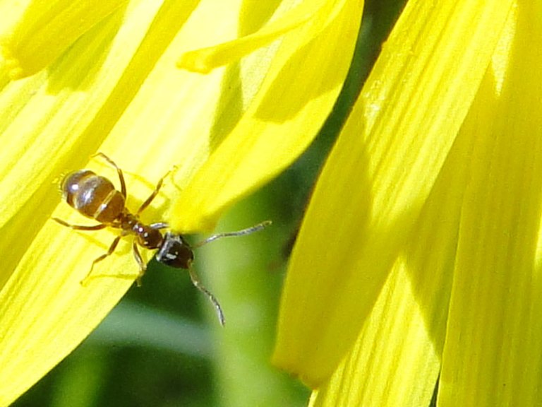 ant on dandelion
