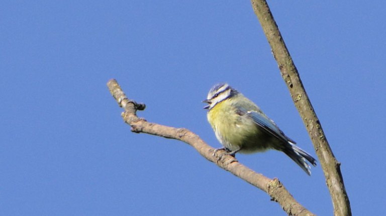 blue tit