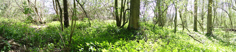 spring woodland
