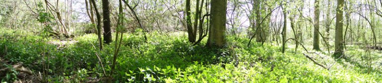 spring woodland