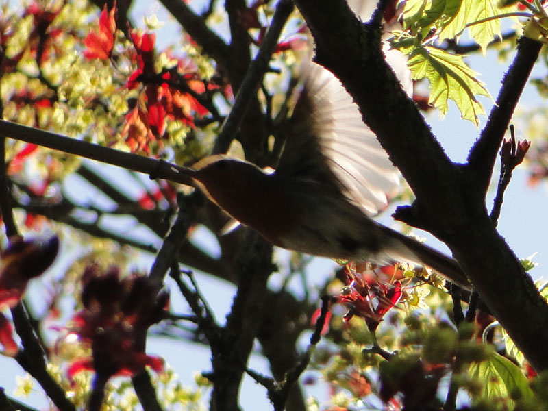 robin in flight