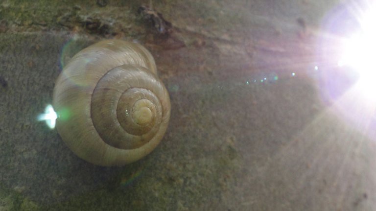 High rise living snail in tree