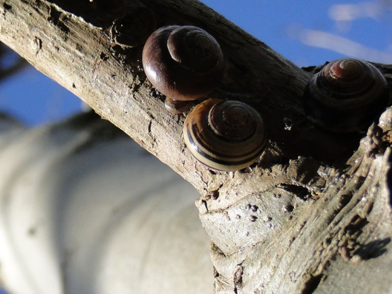 High rise living snails in trees