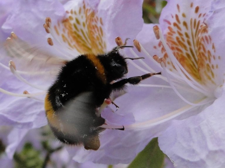 Bee-ing busy bumblebee