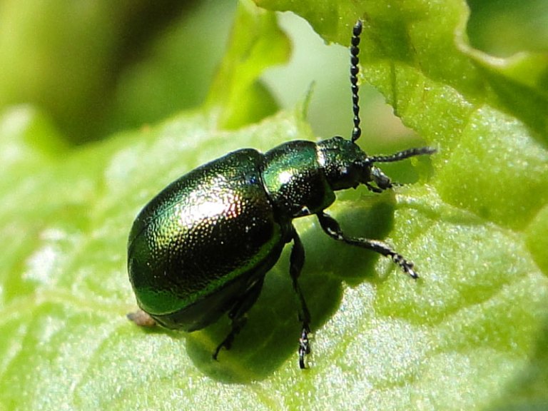 Jewels leaf beetle