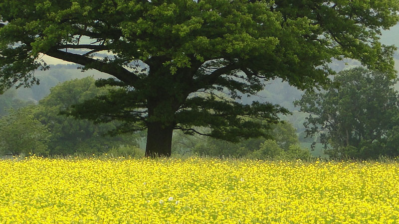 buttercups and oak tree