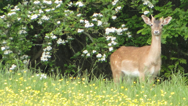 Fallow Deer