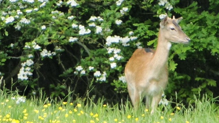 fallow deer