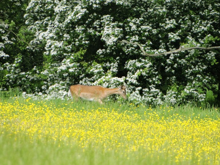 fallow deer