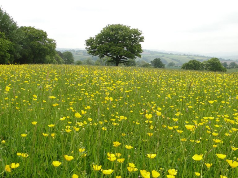 buttercup field