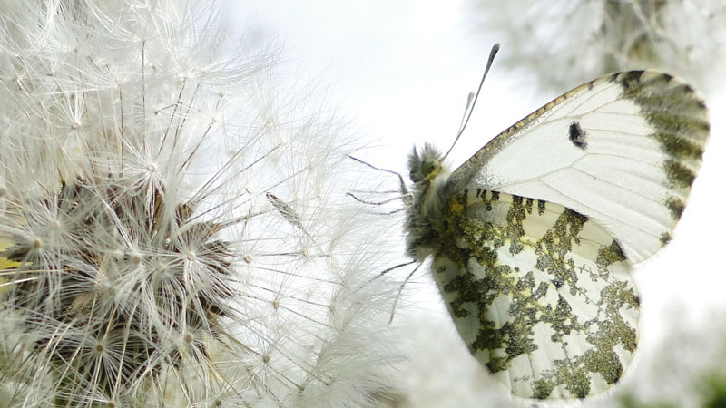 butterfly on dandelion