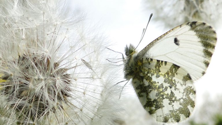 butterfly on dandelion