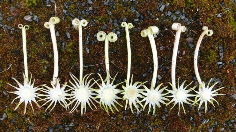 For the love of.... dandelion art