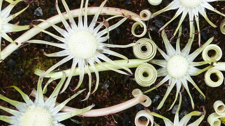 For the love of.... dandelion art