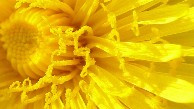 For the love of.... dandelion