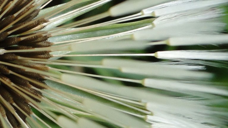 For the love of.... dandelion