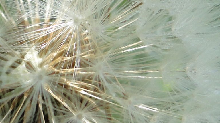 For the love of.... dandelions
