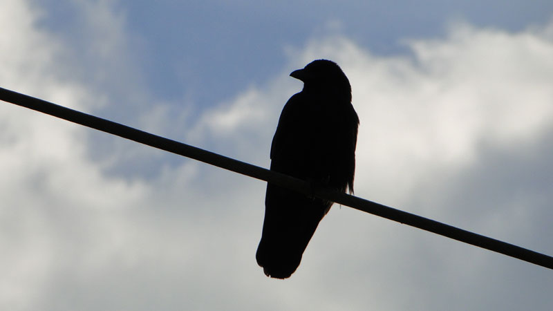 crow