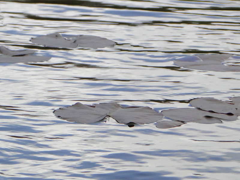 waterlilies