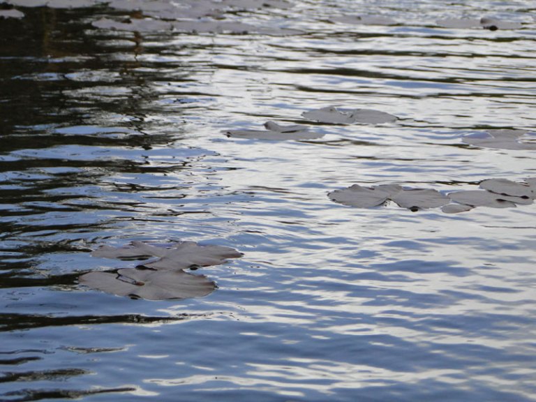waterlilies