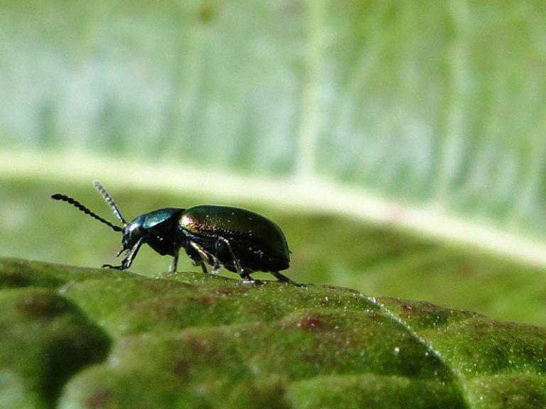 leaf beetle