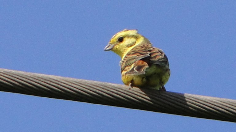 siskin