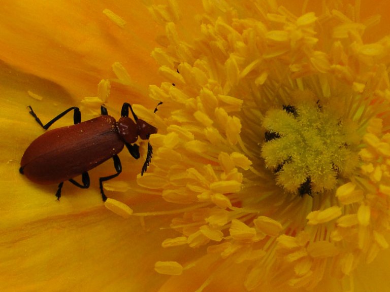 cardinal beetle on poppy
