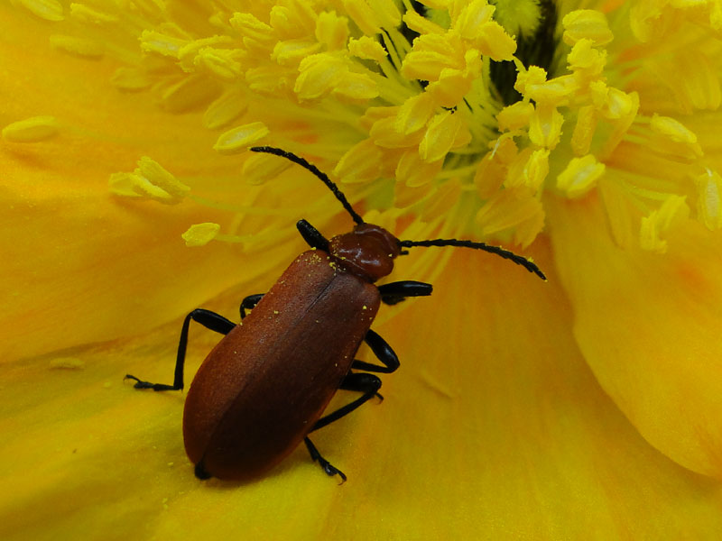 cardinal beetle on poppy