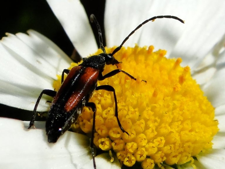 beetle on scented mayweed