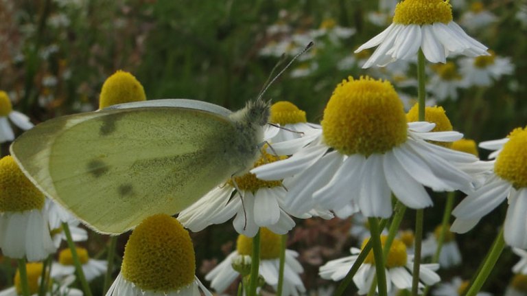A field of daisies cabbage white butterfly on scented mayweed