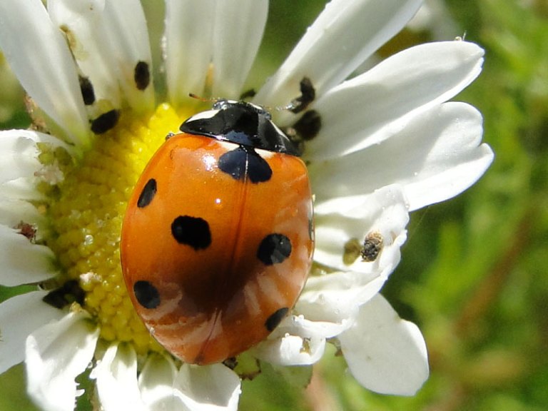 A field of daisies ladybird on scented mayweed