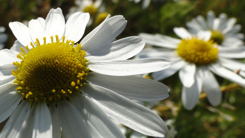 scented mayweed
