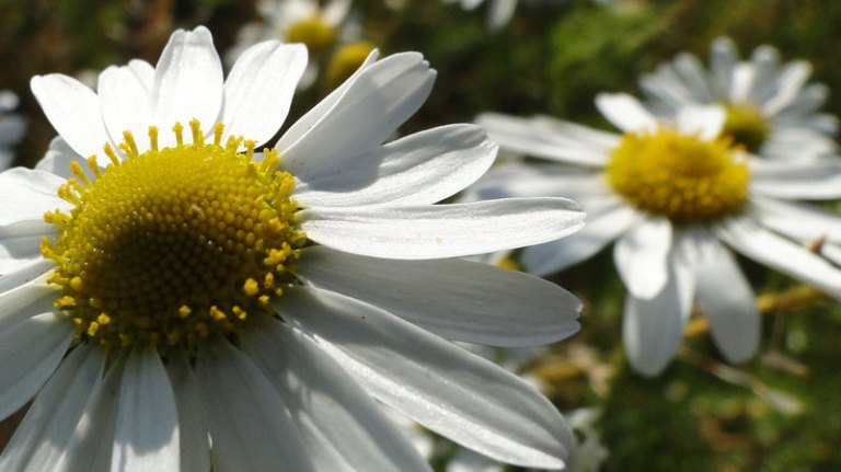 A field of daisies scented mayweed