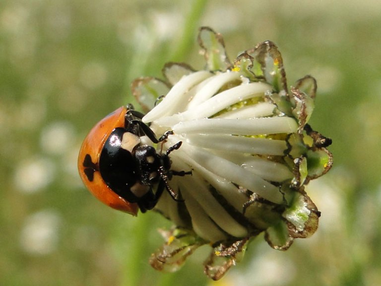 A field of daisies ladybird on scented mayweed