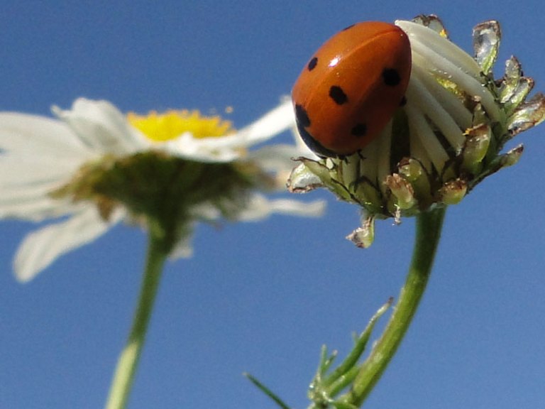 ladybird on scented mayweed