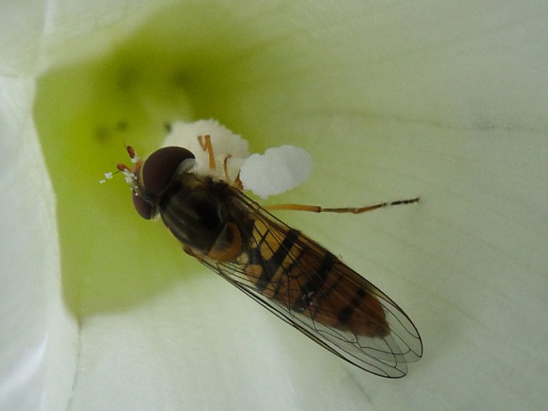 hoverfly on bindweed