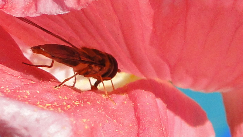 hoverfly on poppy