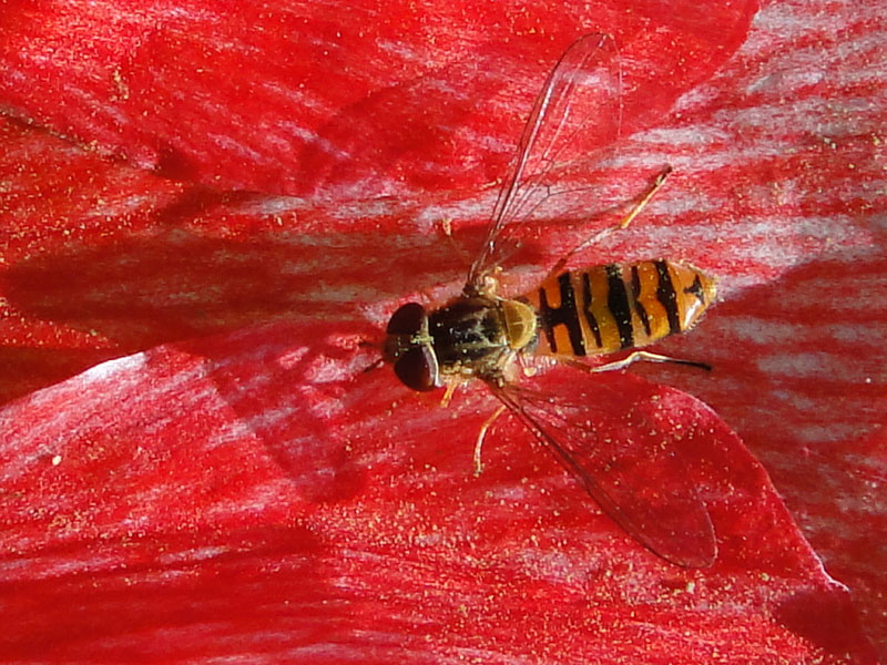 hoverfly on poppy