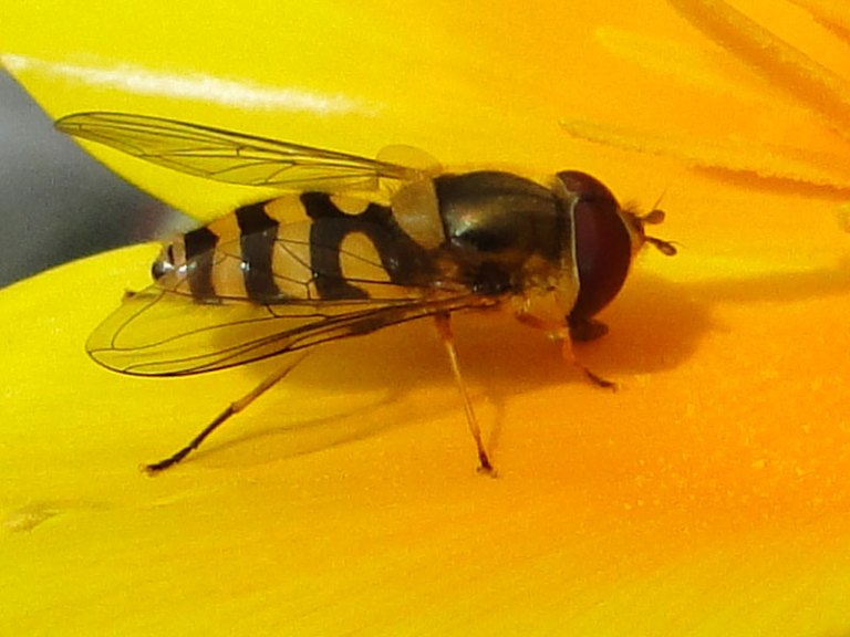 hoverfly on calendula