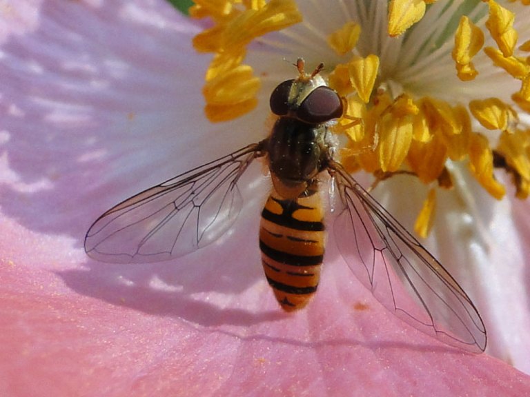 hoverfly on poppy