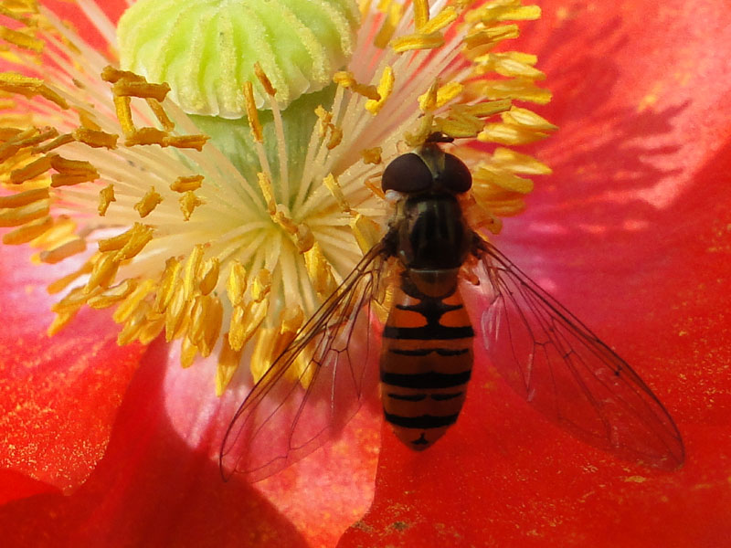 hoverfly on poppy