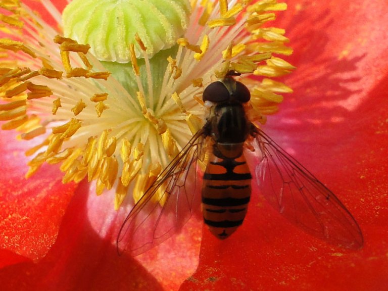 hoverfly on poppy