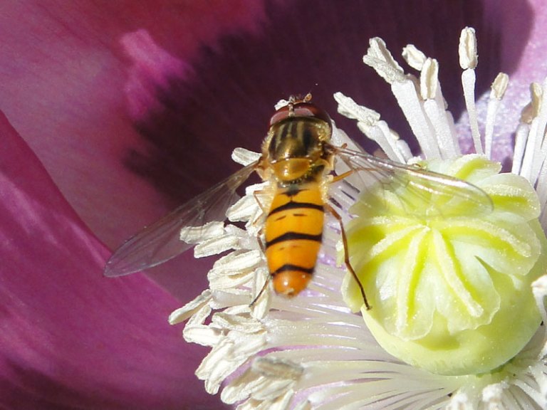 hoverfly on poppy