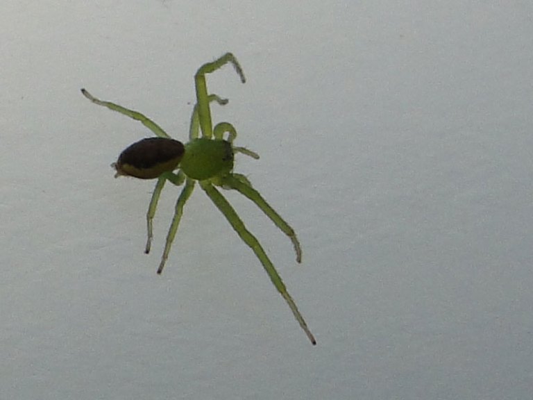 spider