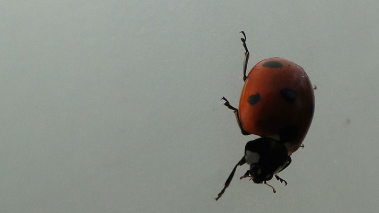 ladybird