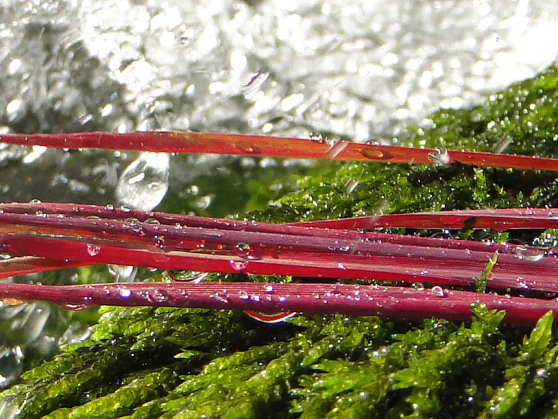 leaves, moss and water