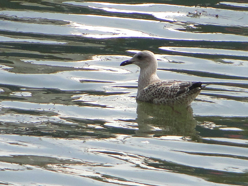 seagull